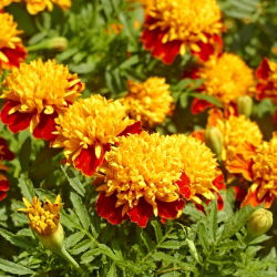 Dwarf French Marigold - Orange Flame - Tagetes patula nana - Vivid Two-Tone Blooms for Paths - Fresh Seeds