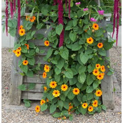 Семената на чернооката Susan Vine - Thunbergia alata - 28 семена