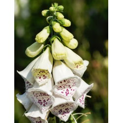 Vingerhoedskruid - Pam's Choice - 1000 zaden - Digitalis purpurea