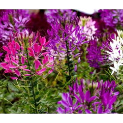 Spinnenblume - Mischung - Cleome hassleriana - Beeindruckende Höhe, wächst bis zu 1 Meter hoch - Samen