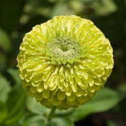 Zinnia Lilliput semințe amestecate - Zinnia elegans - 90 de semințe