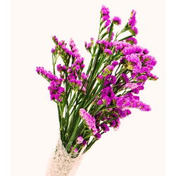 Statice sinuata - Carminio - Limonium sinuatum - Fiori rosa vibranti, eleganza estiva - Semi Freschi