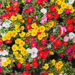 Moss Rose blandede frø - Portulaca grandiflora - 4500 frø - Portulaca L.