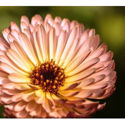 Семена от розови невен Розови изненади - Calendula officinalis - 120 семена