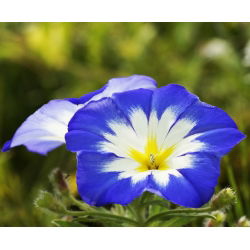 Семена червоного прапора Morning Glory - Convolvulus Tricolor - 200 насіння