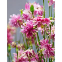 Семе Цолумбине Нора Барлов - Акуилегиа вулгарис фл.пл. - 350 семена - Aquilegia vulgaris ‘Nora Barlow'