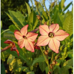 Benih campuran Tembakau Hias - Nicotiana x sanderae - 3000 biji