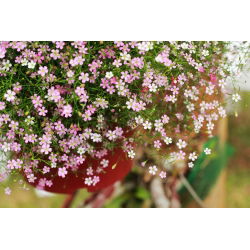Rastejando as sementes da respiração do bebê - Gypsophila repens - 480 sementes