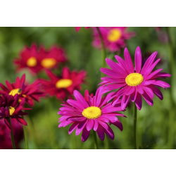 Piretro - Miscuglio - Chrysanthemum coccineum - Esplosione abbagliante di colori estivi - Semi Freschi