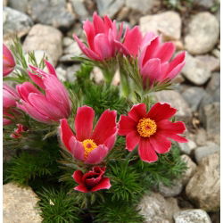 Червона паска Семена квітів - Анемон пульсатілья - 38 насінин - Anemone pulsatilla - насіння