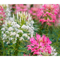 Spinnenblume - Mischung - Cleome hassleriana - Beeindruckende Höhe, wächst bis zu 1 Meter hoch - Samen
