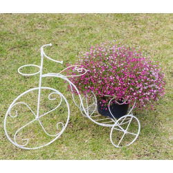 Rastejando as sementes da respiração do bebê - Gypsophila repens - 480 sementes
