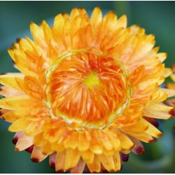 Семе лососа - Ксероцхрисум брацтеатум - 700 семена - Xerochrysum bracteatum
