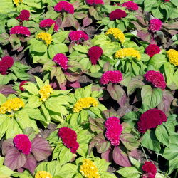 Hạt hỗn hợp Cockscomb - Celosia argentea cristata nana - 600 hạt