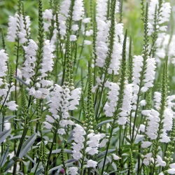 Benih Benih bercampur tumbuhan - Physostegia virginiana - 45 biji