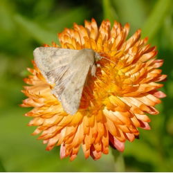 Семе лососа - Ксероцхрисум брацтеатум - 700 семена - Xerochrysum bracteatum