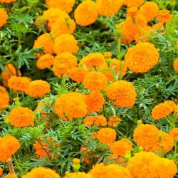 Marigold Deep Orange semena - Tagetes erecta - 300 semen