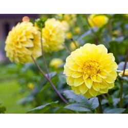 Dværg Dahlia Dobbeltblandet frø - Dahlia pinnata fl.pl. - 60 frø - Dahlia pinnata fl. pl.