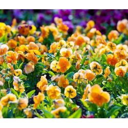 Árvácska - Orange Sun - Viola × wittrockiana - Apró virágok hosszan tartó fénnyel - Friss vetőmagok