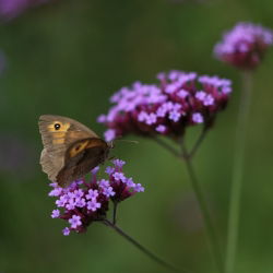 Tinggi Verbena, biji Purpletop Vervain - Verbena bonariensis - 500 biji - Verbena patagonica