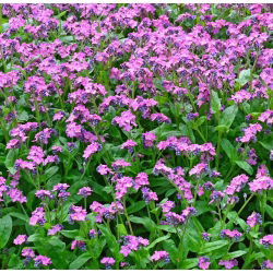 Pink Forget-Me-Not seemned - Myosotis alpestris - 460 seemet