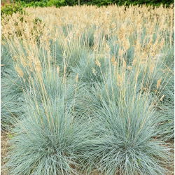 Modré semená - Festuca glauca - 285 semien