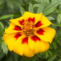 ماريجولد ديسكو ماريتا ، بذور ماريجولد باسكال - تاجيتيس باتانا نانا - 350 بذور - Tagetes patula L. - ابذرة