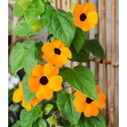 Семената на чернооката Susan Vine - Thunbergia alata - 28 семена
