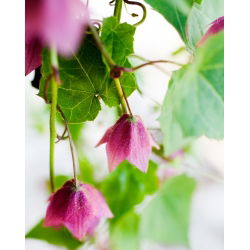 Rhodochiton Purple Bell เมล็ด - Rhodochiton atrosanguineus - 6 เมล็ด