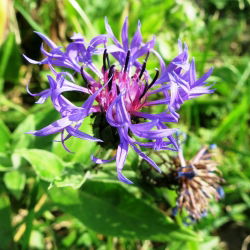 Bajorė kalninė - (Centaurea montana) - Žavingi žiedai kaimiškiems sodams - Šviežios sėklos