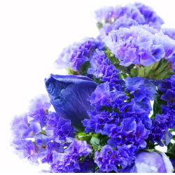 Statice Sinuata - Blu - Limonium sinuatum - Fioriture di lunga durata, perfette per bouquet - Semi Freschi