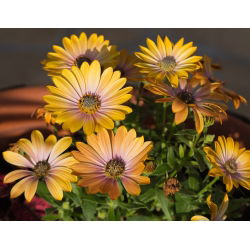 Afrikai százszorszép mag - Osteospermum ecklonis - 35 mag - magok