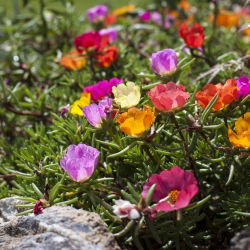 Moss Rose blandede frø - Portulaca grandiflora - 4500 frø - Portulaca L.