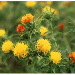 Saflor - farveblanding - Carthamus tinctorius - Ideel til afskårne blomster og tørrede arrangementer - Friske frø