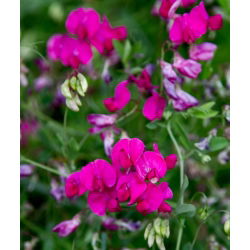 Вечнозелен грах, многогодишни грахови смески - Lathyrus latifolius - 18 семена
