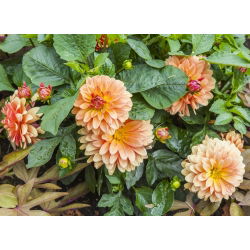 Dværg Dahlia Dobbeltblandet frø - Dahlia pinnata fl.pl. - 60 frø - Dahlia pinnata fl. pl.