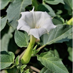 Métel Maszlag - Datura metel - Feltűnő fehér virágok illatos estékhez - Friss vetőmagok