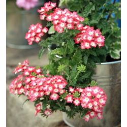 Hibridinė svyranti verbena - (Verbena hybrida pendula) - Krentantys violetiniai žiedai kabančioms kompozicijoms - Šviežios sėklos