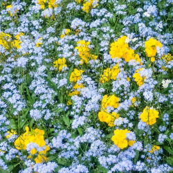 Unustage-Me-Not, Puidust Unustage-Me-Ei seemned - Myosotis alpestris - 450 seemnet - Myosotis alpestris