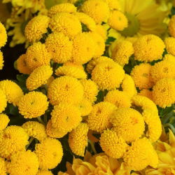 Feverfew Golden Ball semená - Chrysanthemum parthenium fl.pl. Goldball - 1500 semien - Chrysanthemum parthenim