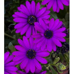 Afrikai százszorszép mag - Osteospermum ecklonis - 35 mag - magok