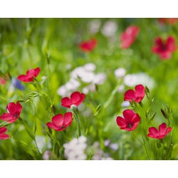 Scarlet Flax Bright Eyes zaden - Linum grandiflorum - 300 zaden