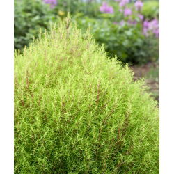 Benih Kochia - Kochia scoparia - Bassia scoparia