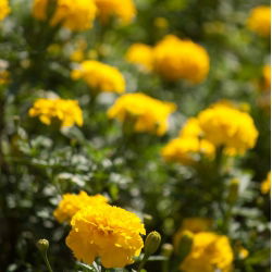 Hạt cúc vạn thọ vàng - Tagetes patula nana fl. pl. - 350 hạt - Tagetes patula L.