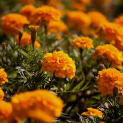 Marigold Boy Orange hạt giống - Tagetes patula nana fl. pl. - 300 hạt - Tagetes patula L.