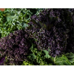 Varză kale - Scarlet - Frumusețe rezistentă de iarnă, cu nuanțe violet intense - Semințe proaspete