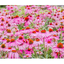 Hạt giống hoa tím - Echinacea purpurea - 230 hạt