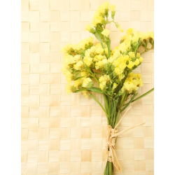 Statice sinuata - Giallo - Limonium sinuatum - Fioriture gialle ideali per essiccazione - Semi Freschi
