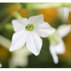 Benih campuran Tembakau Hias - Nicotiana x sanderae - 3000 biji