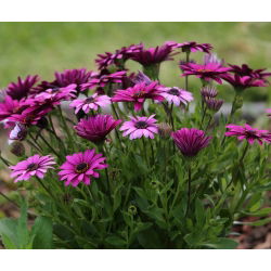Afrikai százszorszép mag - Osteospermum ecklonis - 35 mag - magok